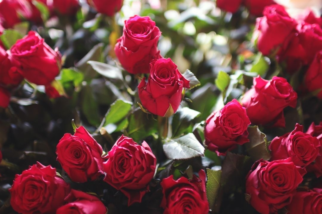 Precooling for cut flowers Kenya
