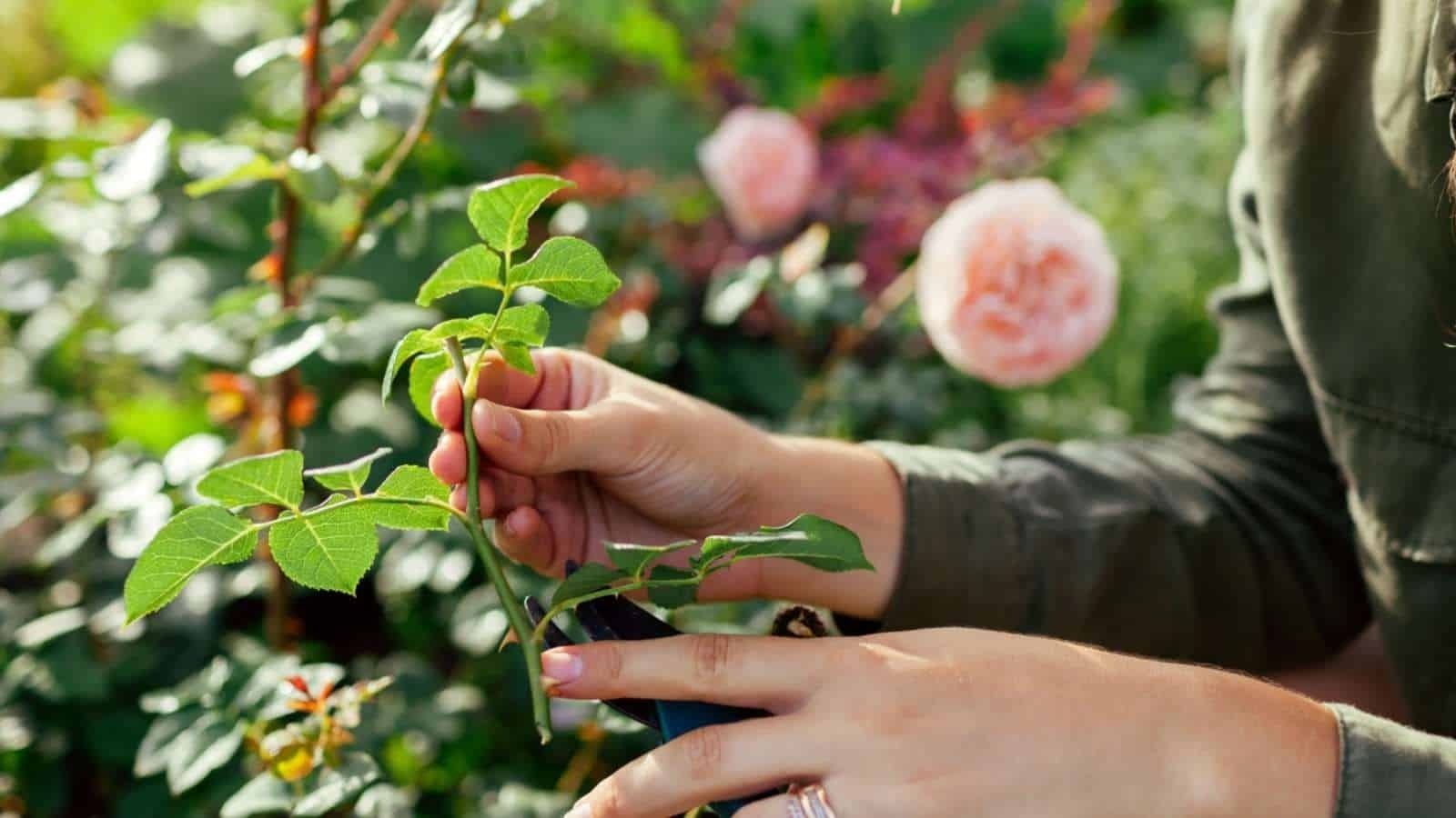 Woman propagating rose