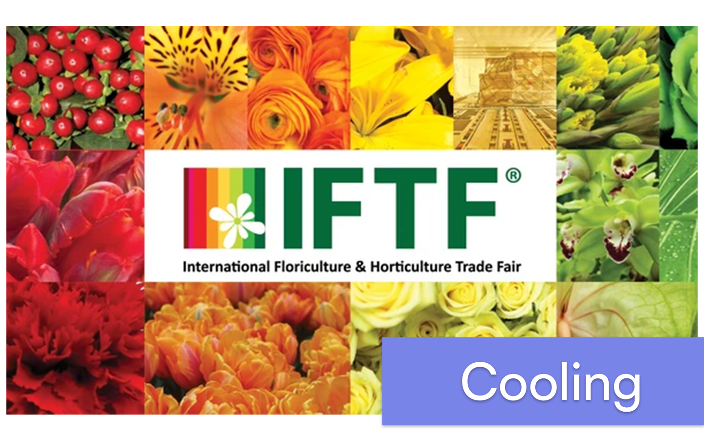 Logo IFTF